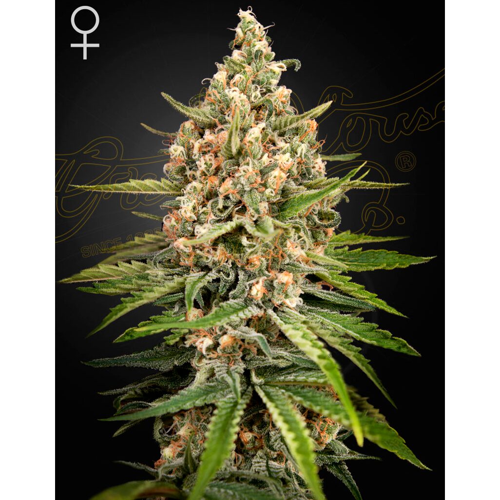 Bubba Slush Fem. — Green House