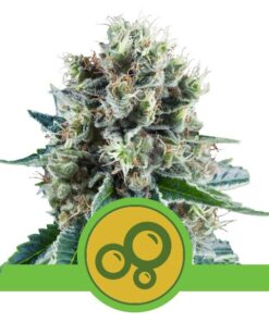 Bubble Kush Auto — Royal Queen