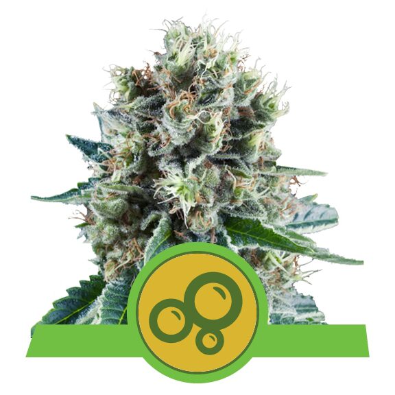 Bubble Kush Auto — Royal Queen