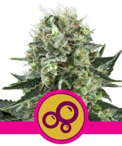Bubble Kush Fem — Royal Queen