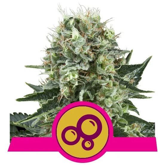 Bubble Kush Fem — Royal Queen