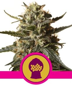 Bubblegum XL Fem — Royal Queen