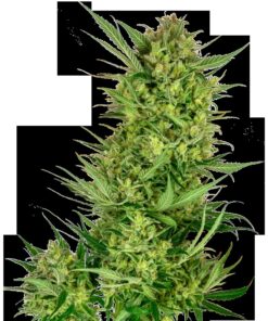 Buttercream Gelato Fem — Sensi Seeds