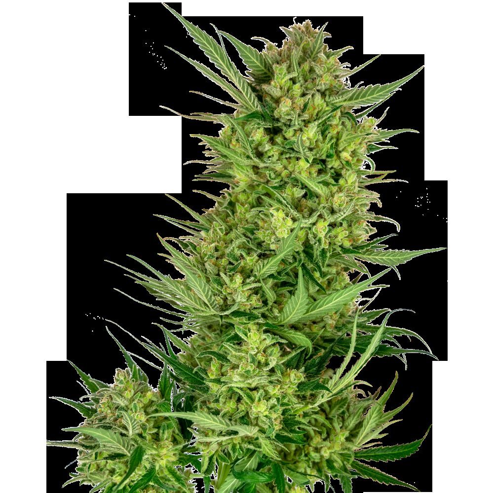 Buttercream Gelato Fem — Sensi Seeds Buttercream Gelato Fem — Sensi Seeds