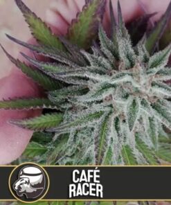 Cafe Racer Fem — Blimburn Seeds