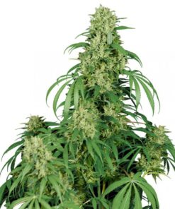 Calamity Jane Auto — Buddha Seeds