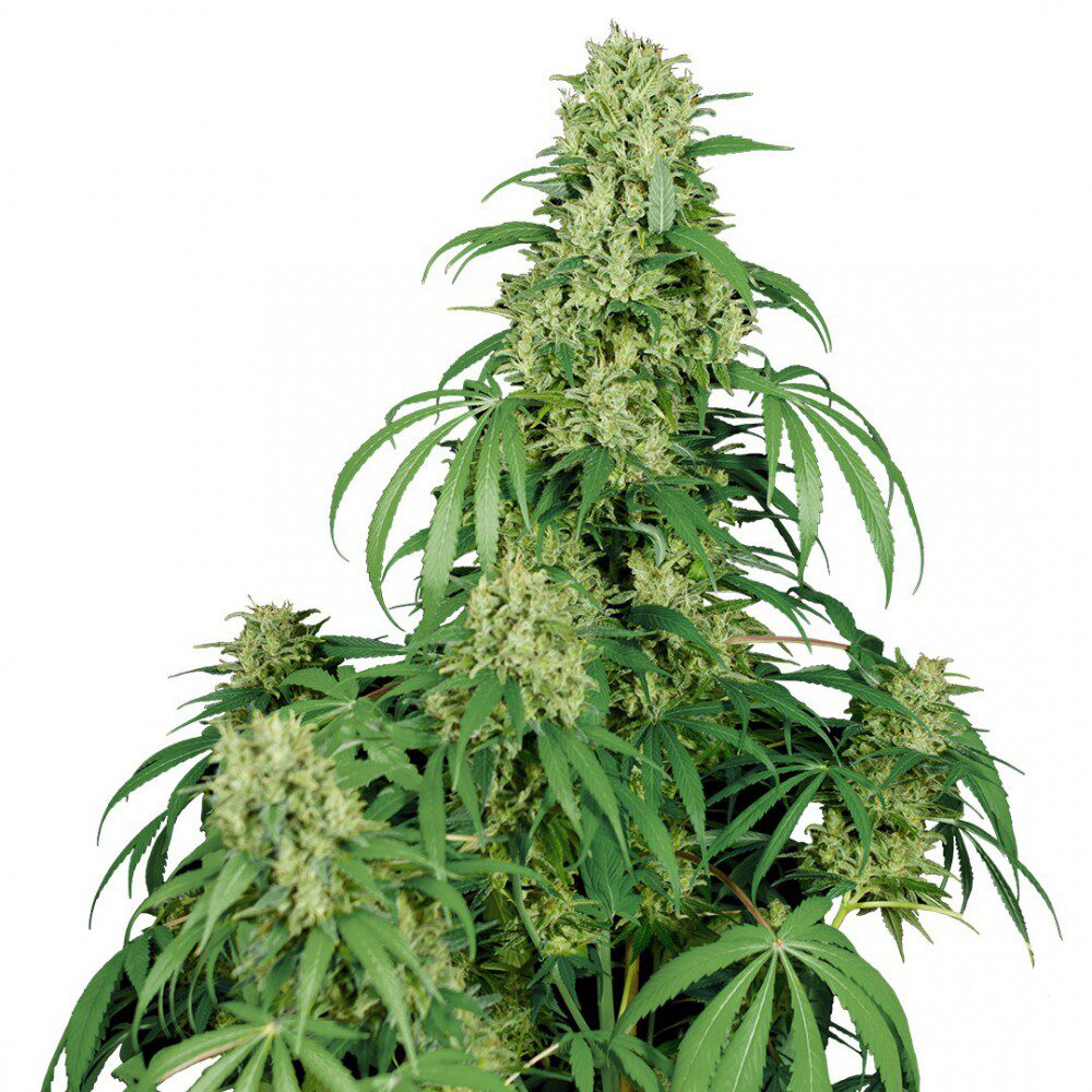 Calamity Jane Auto — Buddha Seeds