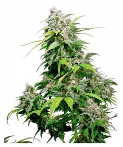 California Indica Fem. — Sensi Seeds