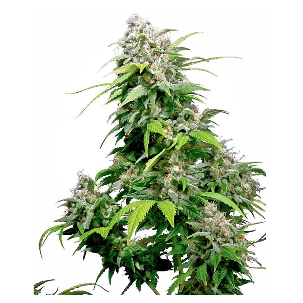 California Indica Fem. — Sensi Seeds