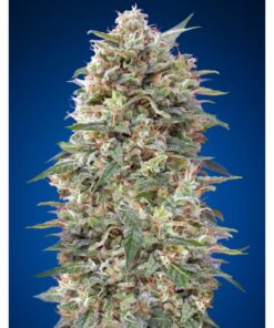 California Kush 3 Fem — 00 Seeds