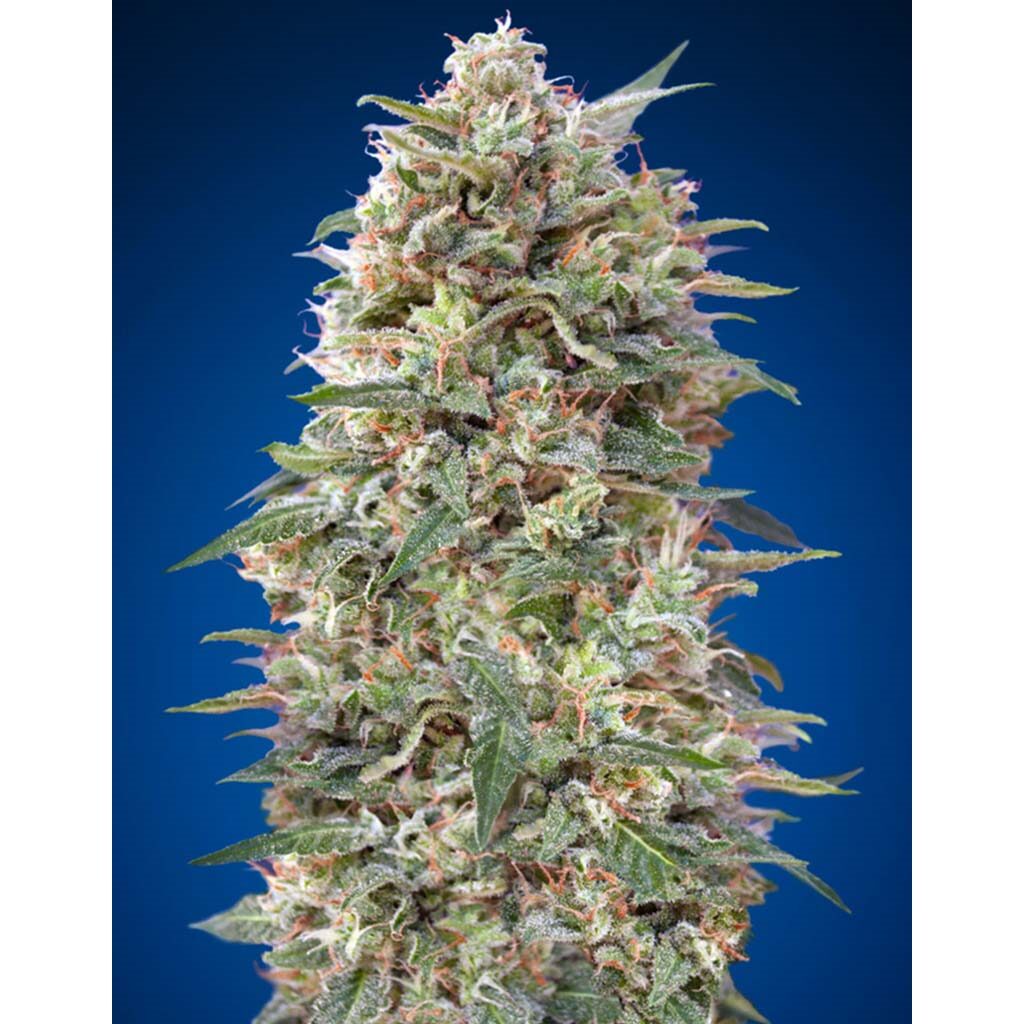 California Kush 3 Fem — 00 Seeds