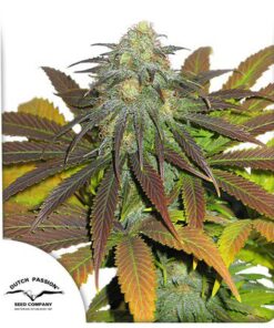 California Orange Fem — Dutch Passion