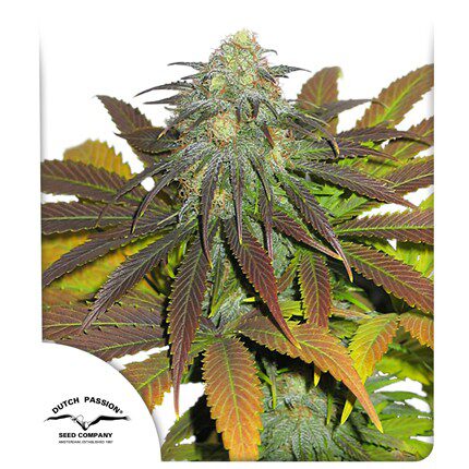 California Orange Fem — Dutch Passion
