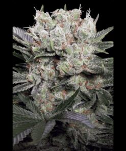 Californian Gold Fem. — Paradise Seeds