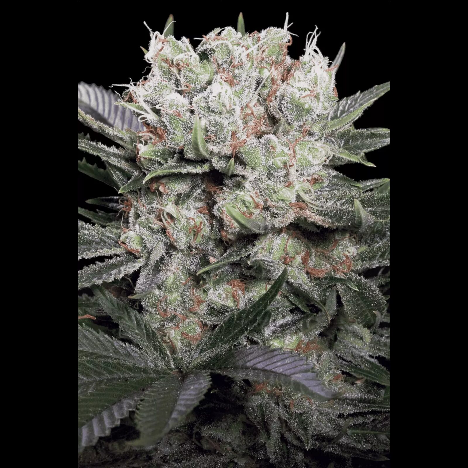 Californian Gold Fem. — Paradise Seeds