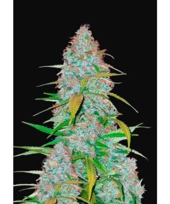 Californian Snow Auto — FastBuds Seeds