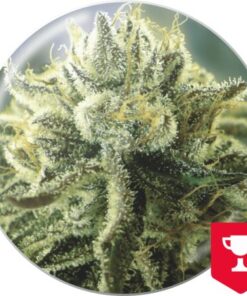 Canadian Kush 2.0 — Medical Seeds
