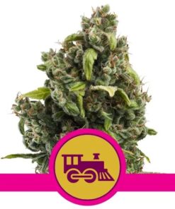 Candy Kush Express Fast Version — Royal Queen