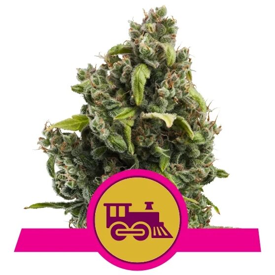 Candy Kush Express Fast Version — Royal Queen
