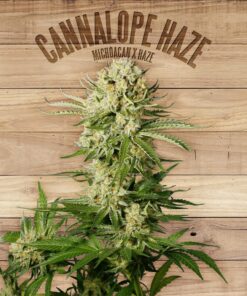 Cannalope Haze — The Plant