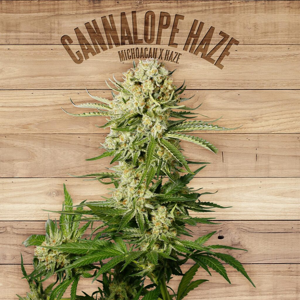 Cannalope Haze — The Plant