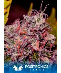 Caramelice Fem — Positronics