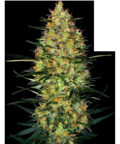 Caramellow Kush Auto — Sensi Seeds