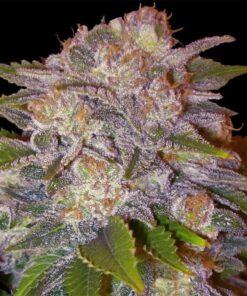 Caramelo Fem — Delicious Seeds