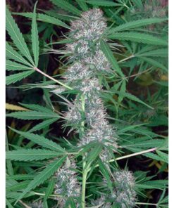 Caribe Fem — Cannabiogen Seeds