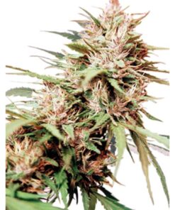 Caribe Reg. — Cannabiogen Seeds