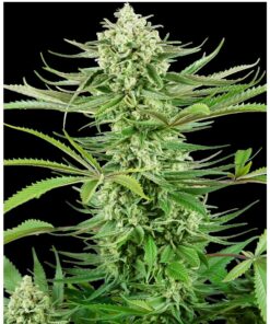 Cashew Kush Fem — Sensi Seeds