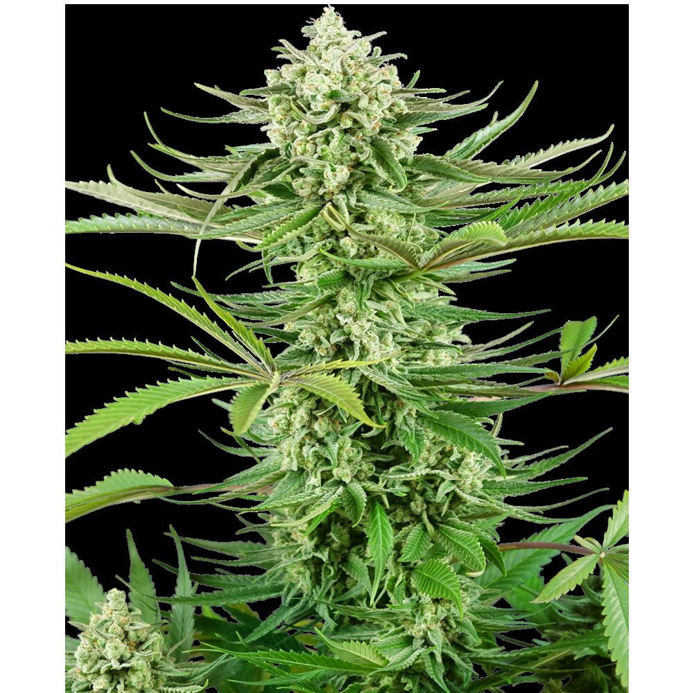 Cashew Kush Fem — Sensi Seeds