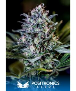 CBD+ 1:20 Fem — Positronics