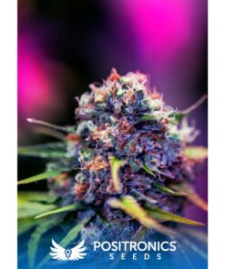 CBD+ Black Widow Fem — Positronics