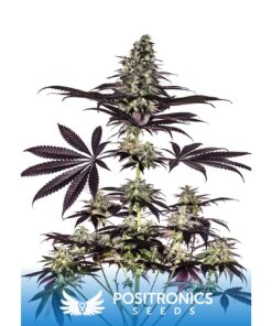 CBD+ Caramelice Auto — Positronics