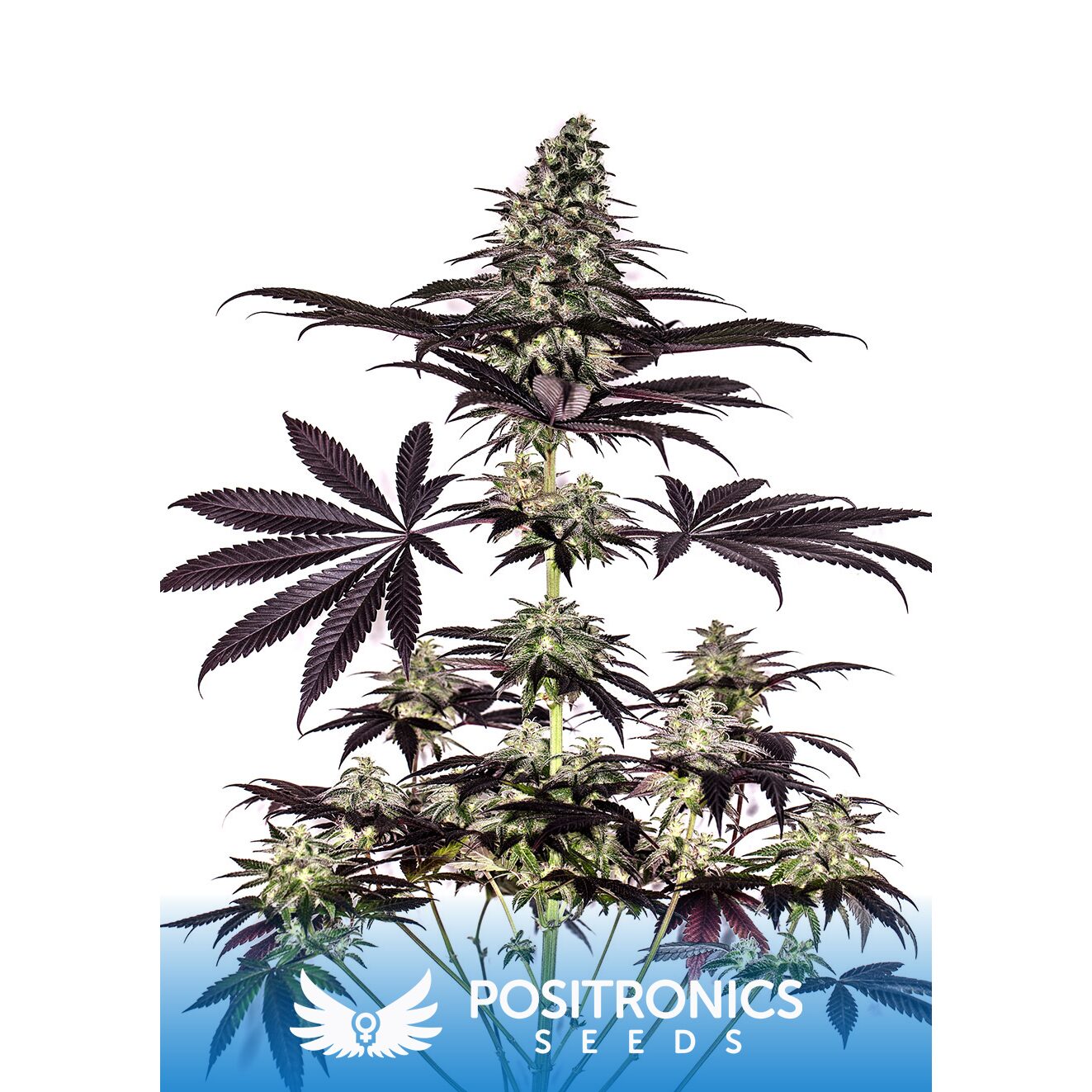 CBD+ Caramelice Auto — Positronics