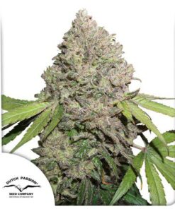 CBD Charlotte's Angel Fem — Dutch Passion