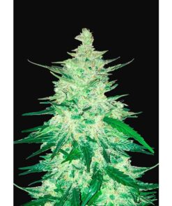 CBD Crack Auto — FastBuds Seeds