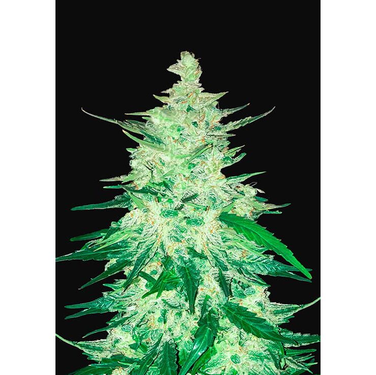 CBD Crack Auto — FastBuds Seeds