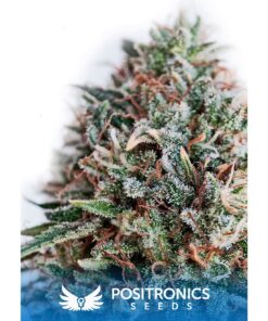 CBD+ Critical #47 Fem — Positronics