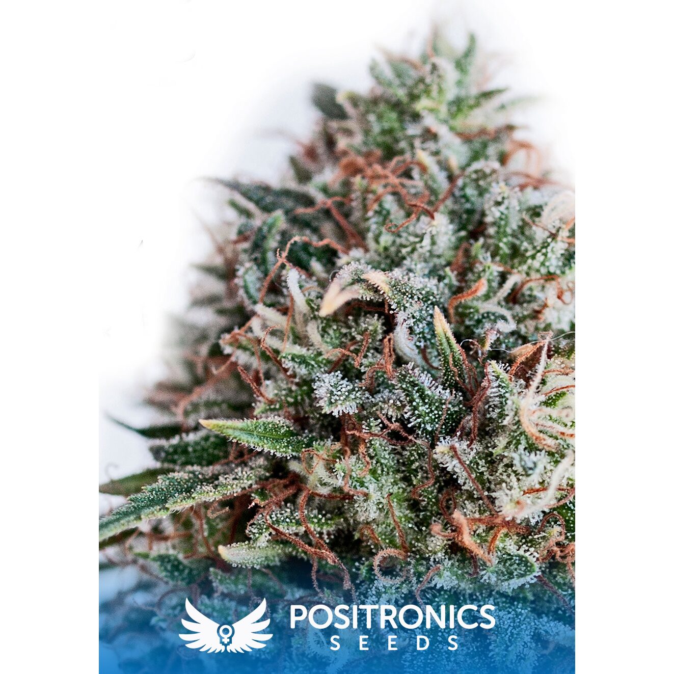 CBD+ Critical #47 Fem — Positronics