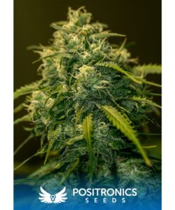 CBD+ Jack Diesel Fem — Positronics