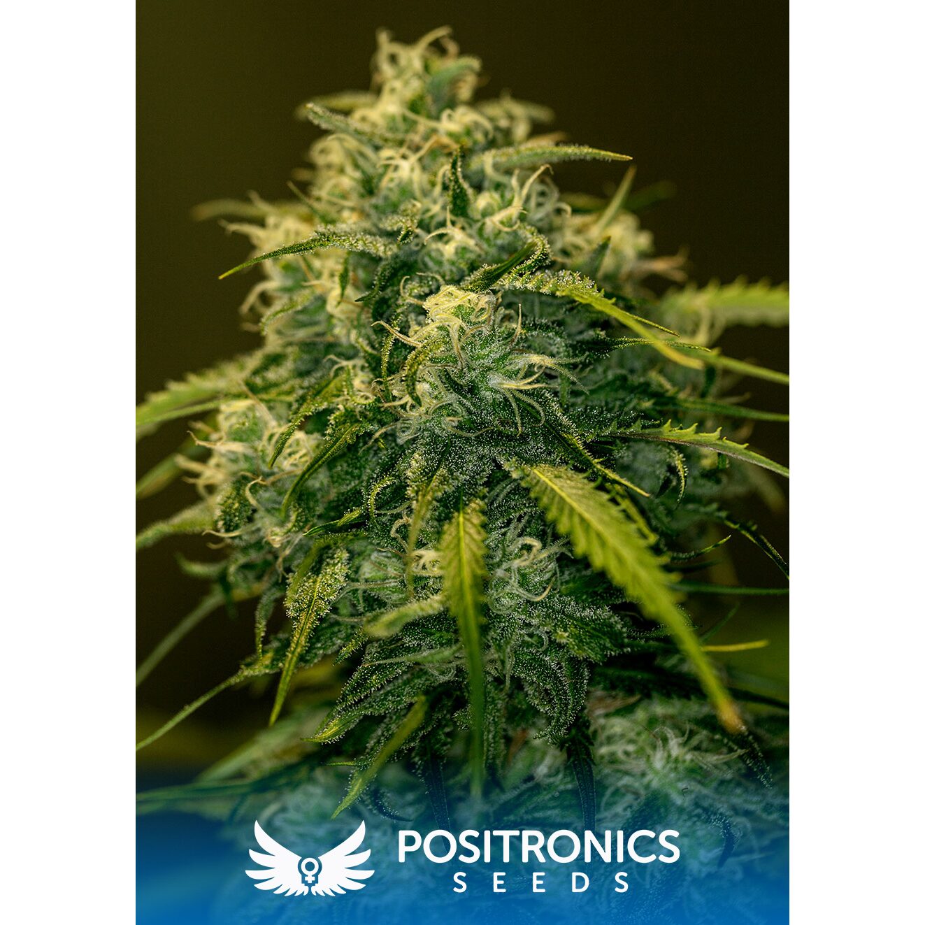 CBD+ Jack Diesel Fem — Positronics