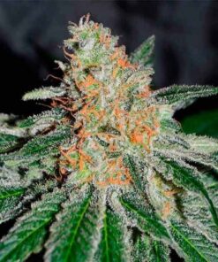 CBD Jam Fem — Delicious Seeds