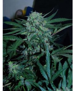 CBD Lemon AID 1Und Fem. — Original Seeds