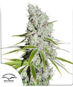 CBD Skunk Haze Fem — Dutch Passion