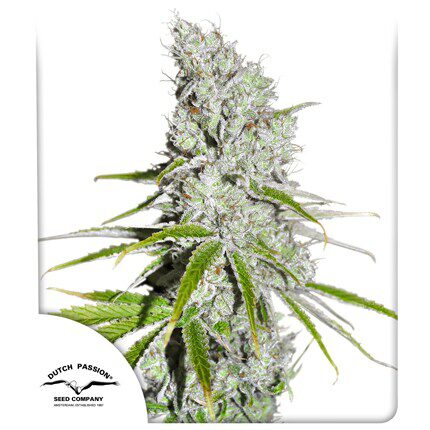 CBD Skunk Haze Fem — Dutch Passion