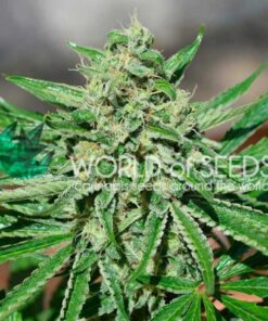 CBD Tonic Fem — World of Seed