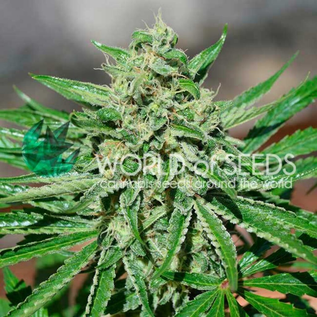 CBD Tonic Fem — World of Seed