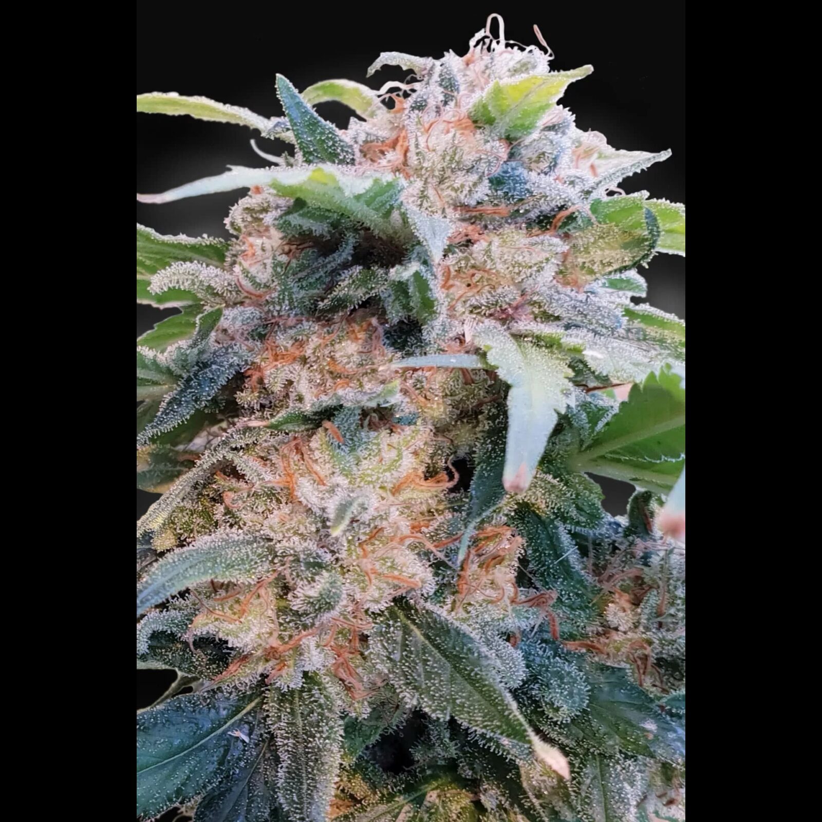 CBDream Fem — Paradise Seeds